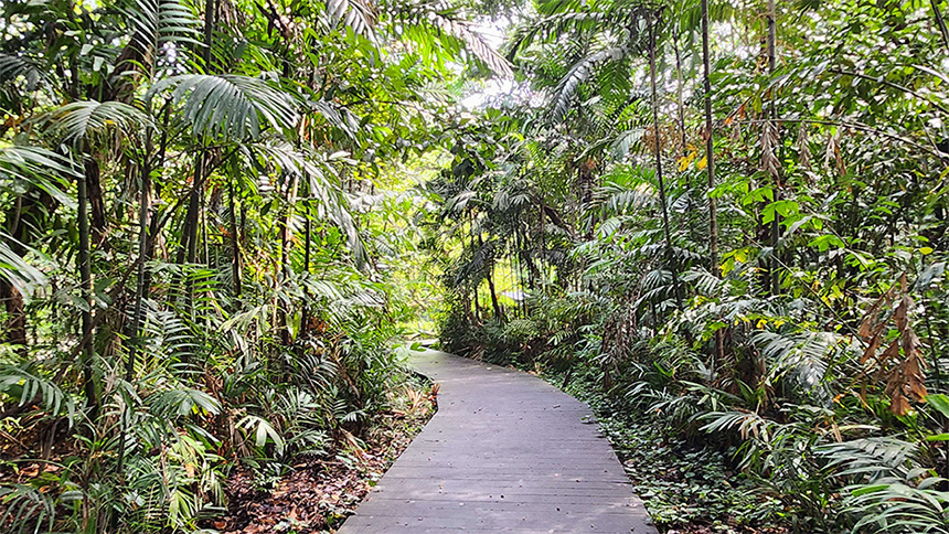 Photo of a walking path in Pasir Ris Park.